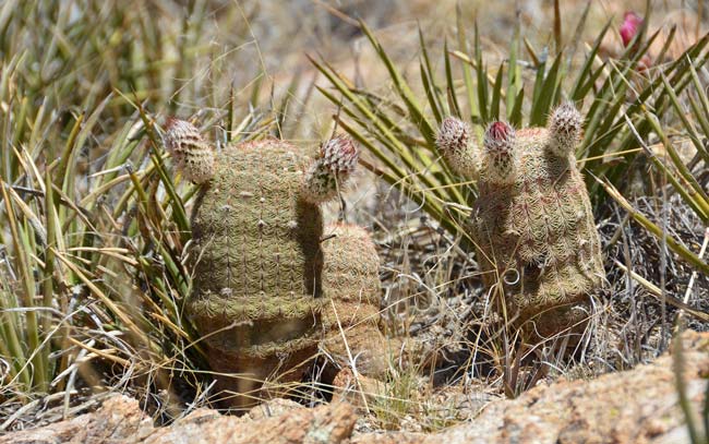 Rainbow Hedgehog Cactus is a cactus native to Arizona and southwest New Mexico. It is also called Arizona Rainbow Cactus. Spanish name is Cabeza de Viejo (old mans head). Echinocereus rigidissimus 